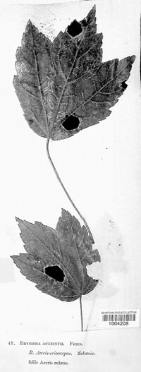 Rhytisma acerinum image